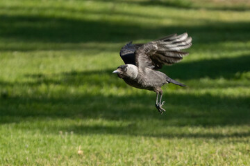 A Eurasian Jackdaw at Flight