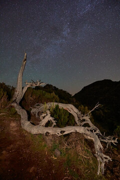 Starry night sky over twisted tree roots in Madeira