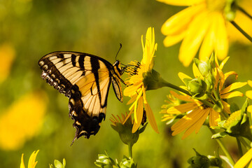 Swallowtail butterfly feeding on the Cup Plant flowers with the Pike Lake Unit, Kettle Moraine State Forest, Wisconsin, on a summer August morning.