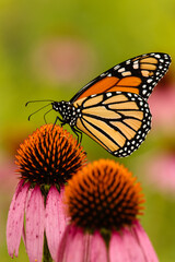 Monarch butterfly feeding off a purple coneflower within the Pike Lake Unit, Kettle Moraine State Forest, Wisconsin, in mid-August.