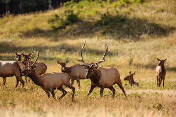Older bull elk chases a young buck elk away from his harem in Horseshoe Park, Rocky Mountain National Park, Colorado in late August, as the members of the harem watch.