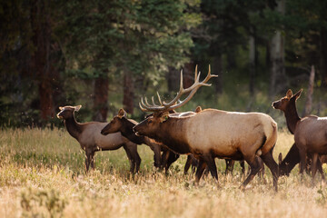 Bull Elk starting to herd his harem at the start of the autumn rut within Rocky Mountain National Park, Colorado