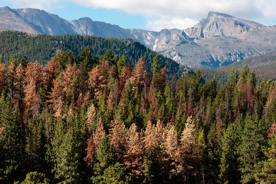 Mountain Pine Beetle infestation is evident from the dead pines in the Upper Beaver Meadows area of Rocky Mountain National Park, Colorado in September