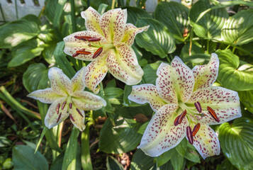 Bloom White lilies of the group of Oriental hybrids 