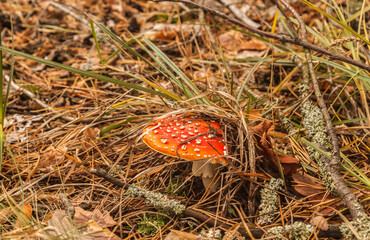 Amanita muscaria  in the forest