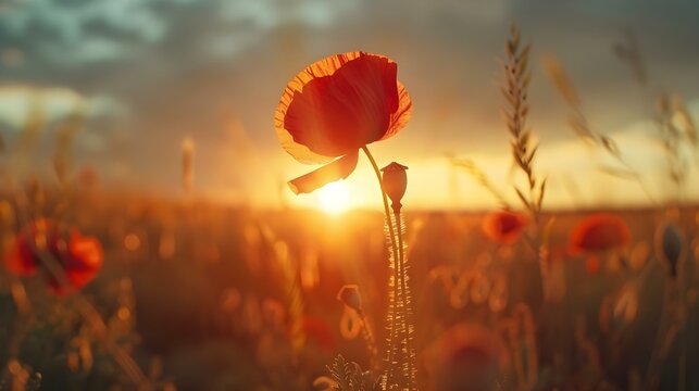 Beautiful nature background with red poppy flowers