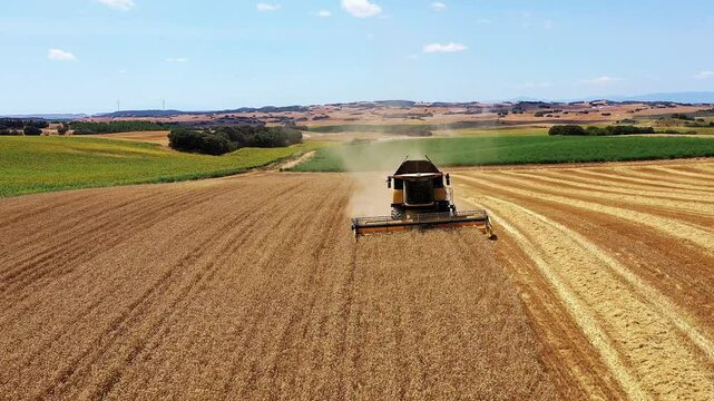 An aerial view of a combine harvester working in a vast wheat field in Oteiza, Navarra, Spain. The machine is seen in the center of the field, efficiently harvesting the golden wheat. 