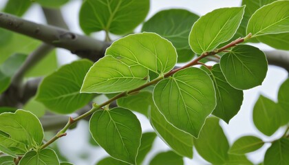 Herbal Delight: A Focus on Spring Flora