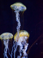 Jellyfish floating around in an aquarium tank with tentacles swimming freely.