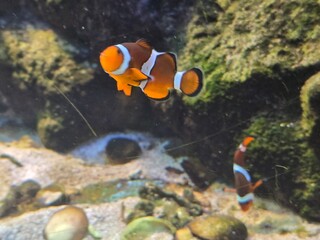 fish in aquarium