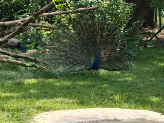 peacock in the park