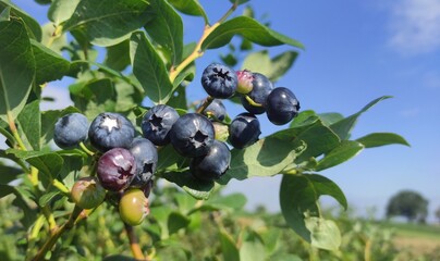 blueberries on the bush