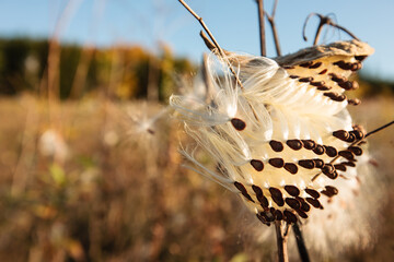 A close-up of a milkweed pod recently opened, side lit by the late afternoon autumn sun, just...