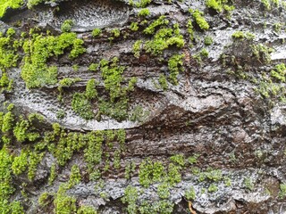 moss on tree