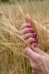 Well-groomed female hands collect wheat ears in a field. Wheat field background wallpaper.