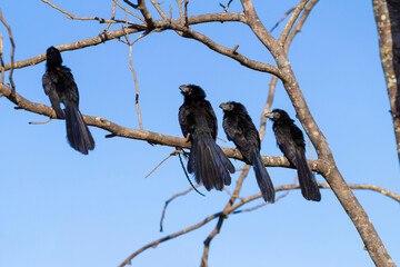 4 pássaros (Crotophaga ani) empoleirados em um galho de uma árvore seca. 