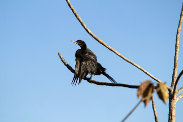 Um biguá - Phalacrocorax brasilianus - empoleirado em um galho com céu azul ao fundo.