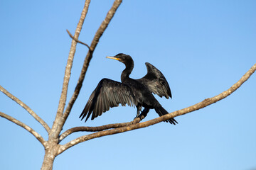 Um biguá - Phalacrocorax brasilianus - com asas abertas, empoleirado em um galho com céu azul ao fundo.