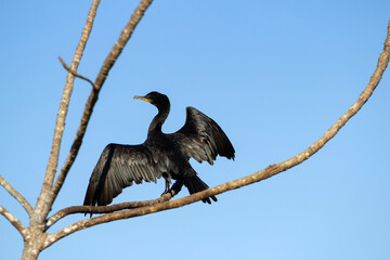 Um biguá - Phalacrocorax brasilianus - com asas abertas, empoleirado em um galho com céu azul ao fundo.