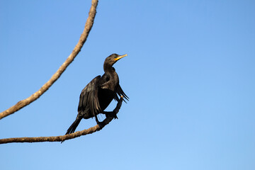 Um biguá - Phalacrocorax brasilianus - empoleirado em um galho com céu azul ao fundo.