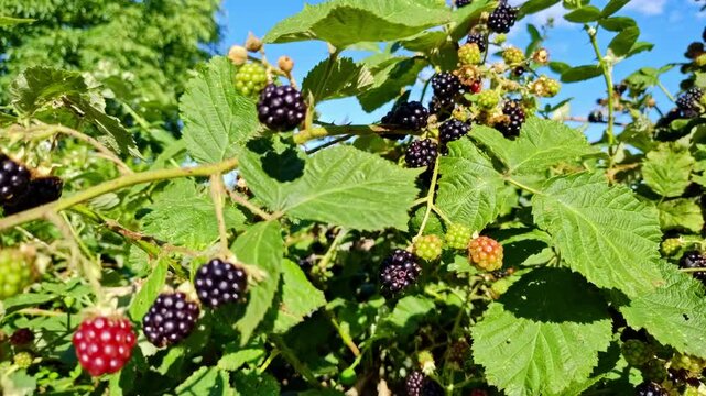 frische schwarze Brombeeren an einer Brombeerhecke, leckere Fr&uuml;chte, saftig, frisch, s&uuml;&szlig;, reif, k&ouml;stlich,Vitamine
