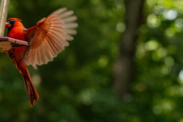 Red male cardinal with red feathers