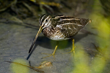 Bekassine // Common snipe (Gallinago gallinago)
