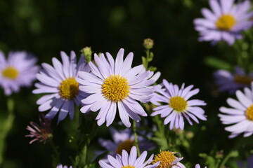 Obraz premium Sweden. Kalimeris (or the Kalimeris asters) is a genus of plants in the family Asteraceae. 