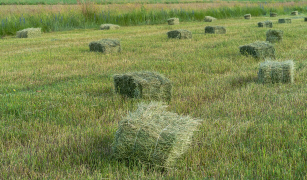 Field with rows of green square hay bales stretching into the distance. Green field of freshly harvested hay.