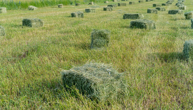 Square bales of hay arranged in rows in a line on a field. Freshly harvested green hay on a sunny day.. - Powered by Adobe