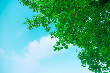 green leaves on blue sky background