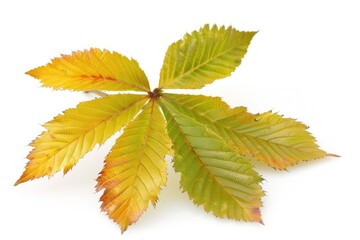 Buckeye Leaf. Yellowing Chestnut Leaf Isolated on White Background with Soft Shadows
