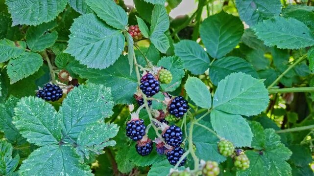 frische schwarze Brombeeren an einer Brombeerhecke, leckere Fr&uuml;chte, saftig, frisch, s&uuml;&szlig;, reif, k&ouml;stlich,Vitamine
