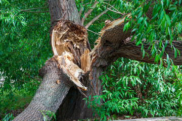 Broken tree in the city park after a violent storm. The concept of destruction of nature.