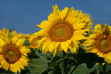 Obraz premium Yellow sunflowers bloom in the field in summer. In the background is blue sky.