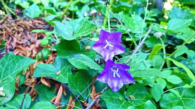 zwei violette Efeu Bl&uuml;ten, Nahaufnahme, Garten, heimische Pflanzen