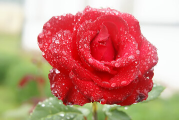 Bright red rose after rain in drops