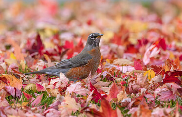 An American Robin bird glancing at the viewer and surrounded by an array of colorful fallen leaves in the Fall Season. Close up view.