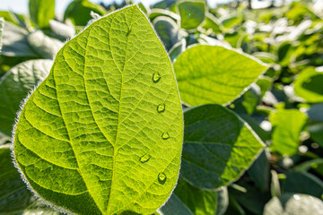 Four dew drops on a soybean leaf backlit by the sun showing the leaf veins. 