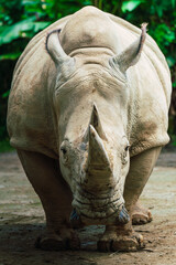 Obraz premium A close-up front view of a white rhinoceros in a zoo, showcasing its massive horn and textured skin
