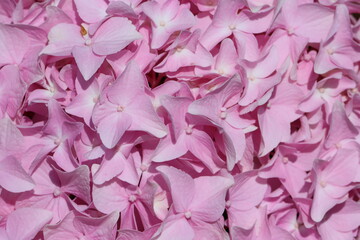 Sweden. Hydrangea macrophylla is a species of flowering plant in the family Hydrangeaceae, native to Japan. 