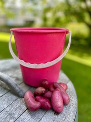 Pink Frese potatoes in front of a pink bucket