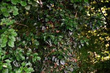 green leaves on the tree