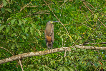 bird in the Cano Negro nature reserve in Costa Rica