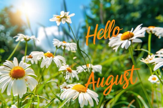 A beautiful sunny meadow with white coneflowers, the sun is shining and there is text that says "Hello August" in the style of orange cursive letters Generative AI