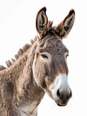 Mule Head Portrait: Stubborn and Friendly Animal with Expressive Eyes on White Background