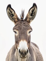 Obraz premium Mule Head. Close-up Portrait of Friendly Donkey with Expressive Eyes on White Background