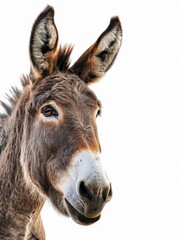 Fototapeta premium Mule Head - Portrait of a Friendly Animal with Expressive Eyes on White Background
