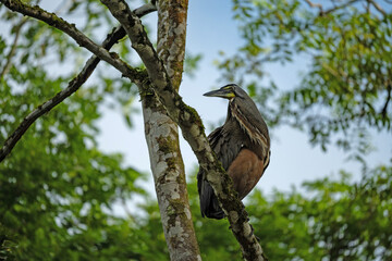 bird in the Cano Negro nature reserve in Costa Rica