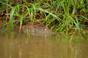 caiman in the Cano Negro reserve in Costa Rica